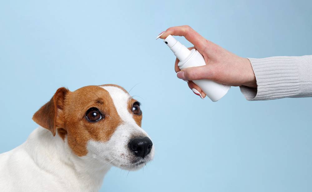 anti puce chiens.jpg